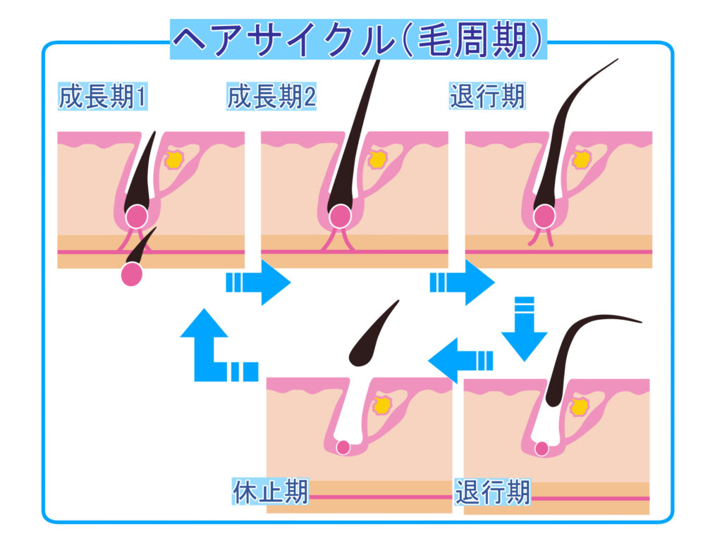 髪をはやく伸ばすために するべきこと しるべきこと Hair Blect ヘアブレクト